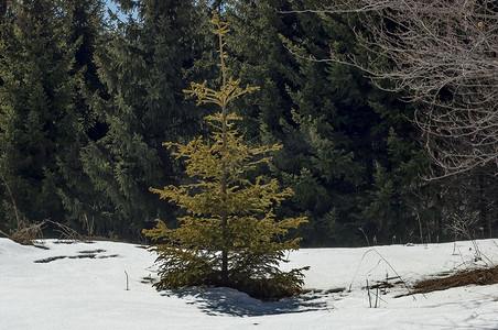 冬天有松树和松林的背景