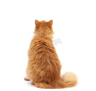 成年蓬松的红猫背坐着