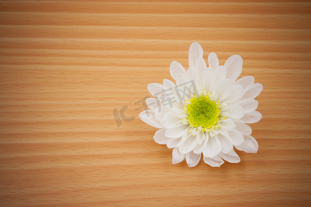 木制背景上的一朵白菊花