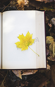 黄色的枫叶躺在书的空白页上