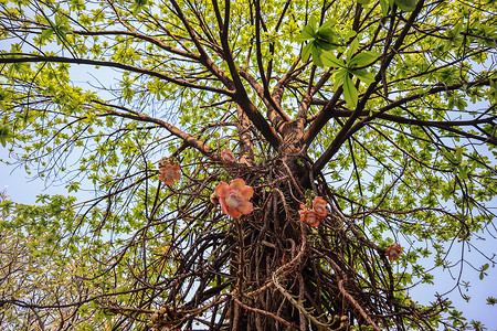 Shorea Robusta，Shorea Robusta 树，Shorea Robusta 花，美丽的花