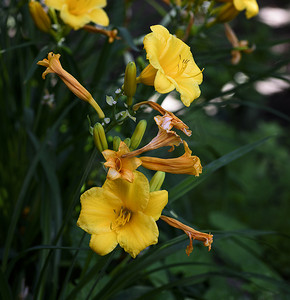 黄花黄花菜黄色在夏天