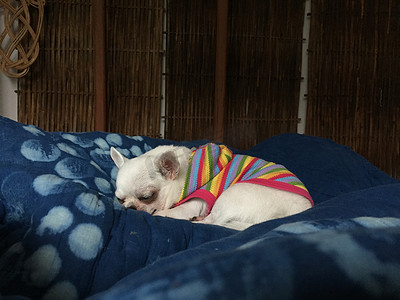 可爱的昏昏欲睡的吉娃娃狗正在卧室的床上睡觉或打盹