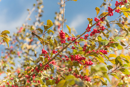 山楂果实摄影照片_阳光明媚的秋日，树枝上美丽的德克萨斯冬青冬青蜕皮红果