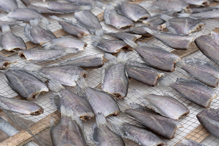 Trichogaster pectoralis 或蛇皮 gourami 是当地新鲜的