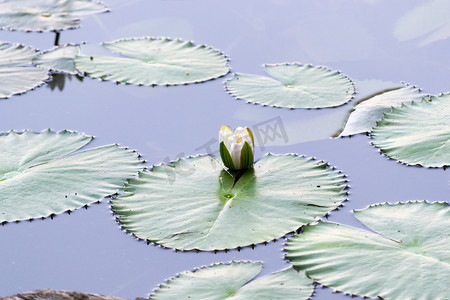 池塘上漂浮着鲜艳的睡莲或莲花
