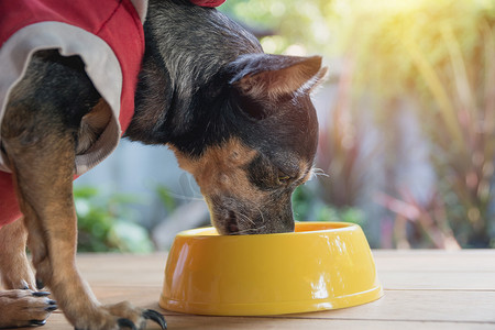 宠物狗小摄影照片_可爱的小狗吃着一碗狗粮。