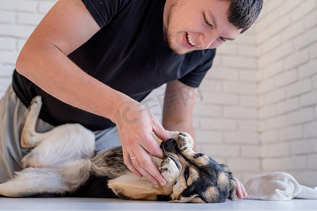 种牙摄影照片_微笑的年轻人为混种牧羊犬刷牙