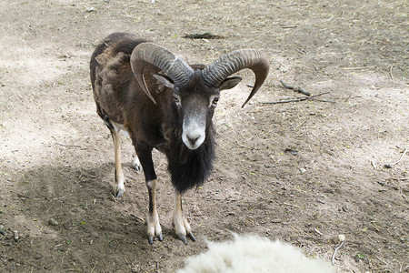 Mouflon 或 ovis orientalis，有机动物农场的森林有角动物。
