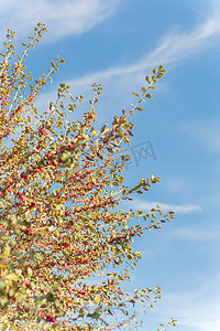 阳光明媚的秋日，树枝上美丽的德克萨斯冬青冬青蜕皮红果