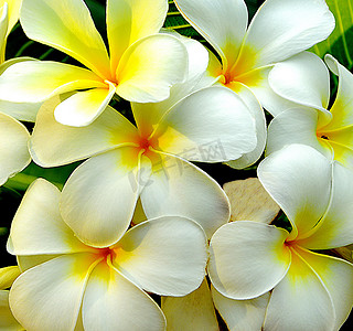 白色鲜花摄影照片_关闭一组白色鸡蛋花背景