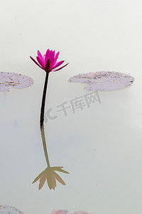 池塘上漂浮着鲜艳的睡莲或莲花