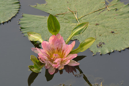 一朵睡莲摄影照片_一朵美丽的老玫瑰荷花或莲花在池塘