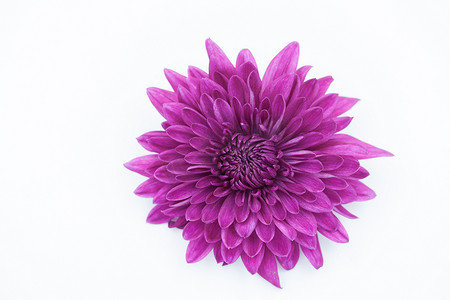 一朵紫罗兰色菊花在白色背景下分离