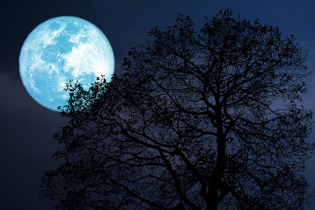 夜空中的巴克月亮回到剪影黑暗的森林