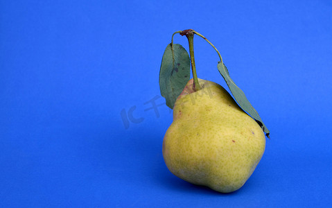 成熟的黄梨