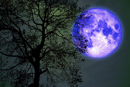 夜空中的巴克月亮回到剪影黑暗的森林
