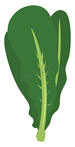 沙拉绿色，插图，白色背景上的矢量