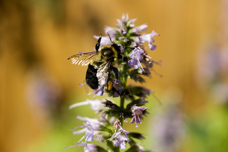 甘草植物摄影照片_蜜蜂为甘草薄荷植物授粉。