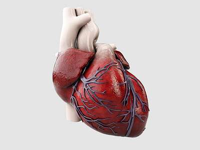灰色人体心脏解剖的 3d 插图