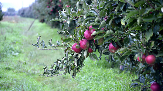 10 月的苹果果实准备在果园收获