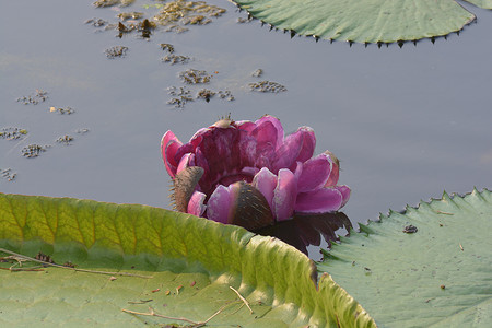 一朵美丽的粉红色睡莲（维多利亚）或池塘里的莲花