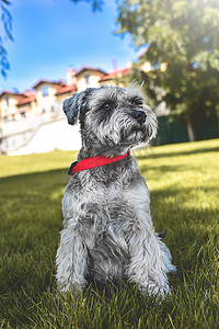 一只美丽的狗雪纳瑞坐在草地上，望着公园里的远方的肖像。对动物的爱的概念。