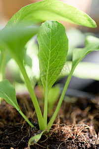 家庭种植小白菜-PAI TSAI 或 Brassica chinensis