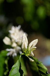 我和春天摄影照片_与白色花开花和绿色叶子的咖啡树我