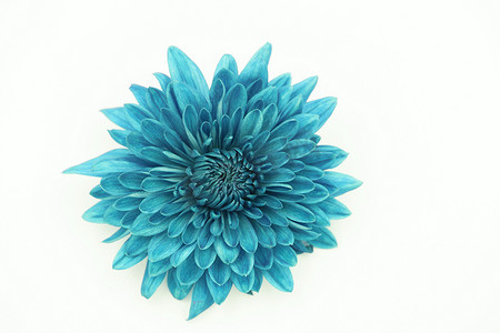 孤立在白色背景上的一朵蓝色菊花