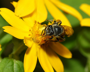 锡纸黄花鱼摄影照片_花蜂中的蜜蜂令人惊叹，蜜蜂为黄花授粉