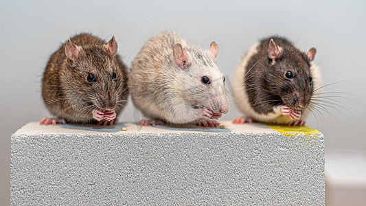 宠物家摄影照片_三只年轻的宠物鼠坐在加气混凝土块上并排吃东西。