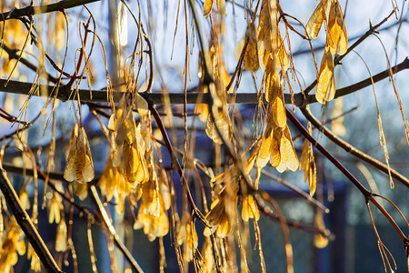晒冬天摄影照片_冬天阳光明媚的日子里的树叶