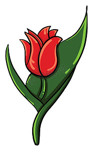 郁金香矢量摄影照片_红色郁金香花，插图，白色背景上的矢量