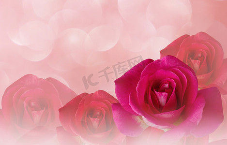 粉色浪漫梦幻玫瑰摄影照片_浪漫的粉红玫瑰和水滴抽象柔和的情人节 bac