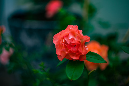 盛开的热红玫瑰