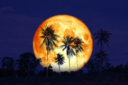 森林夜摄影照片_夜空中的血鲟月背剪影椰子树