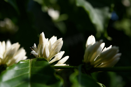 与白色花开花和绿色叶子的咖啡树我