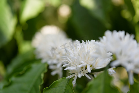 与白色花开花和绿色叶子的咖啡树我