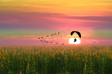 绿色飞鸟摄影照片_日落飞鸟和剪影动力伞在太阳麻领域