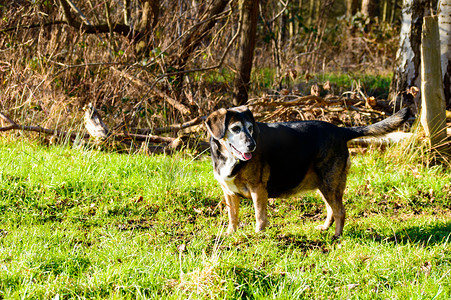 快乐的老狗在林地里散步