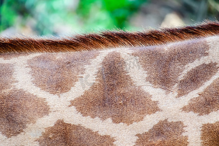 皮肤斑点摄影照片_有斑点图案的长颈鹿皮肤