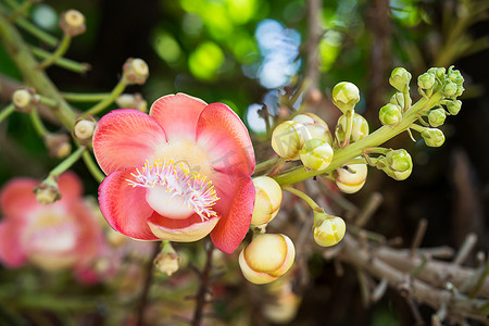 炮弹花 (Couroupita guianensis) 在树上