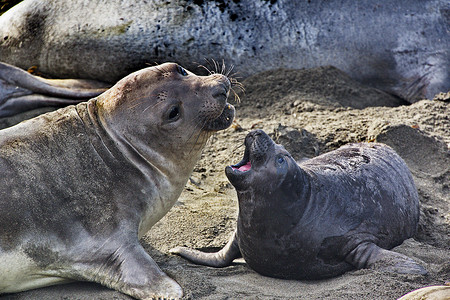 象海豹妈妈和小海豹的亲密关系