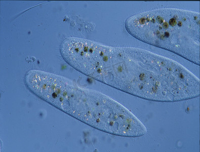 高倍镜下一滴水中的草履虫