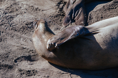 象鼻子糕摄影照片_美国加利福尼亚州的象海豹