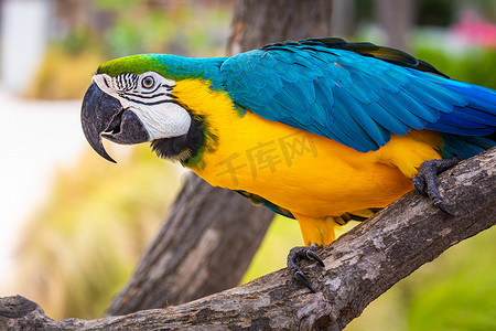 蓝色和黄色金刚鹦鹉栖息在树上，Ara ararauna，潘塔纳尔湿地，巴西