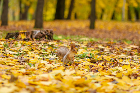 秋天，一只毛茸茸的美丽松鼠正在城市公园的落黄叶中寻找食物