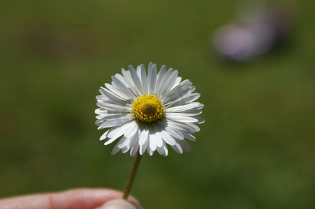 小雏菊背景摄影照片_手握小雏菊，绿草散景背景