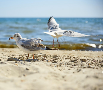 夏日，英国黑海沙滩上的海鸥